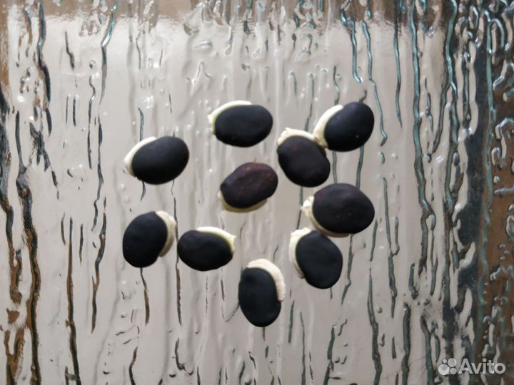 Долихос декоративная фасоль,семена