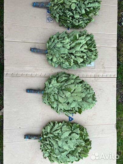 Веники дубовые