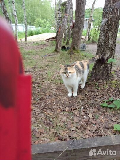 Кошка в дар