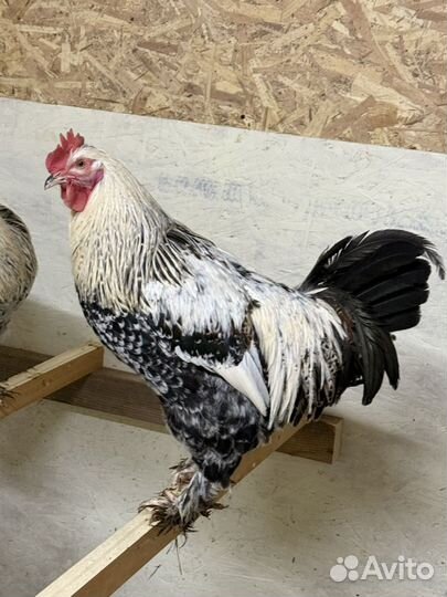 Петух легбар, билефельдер