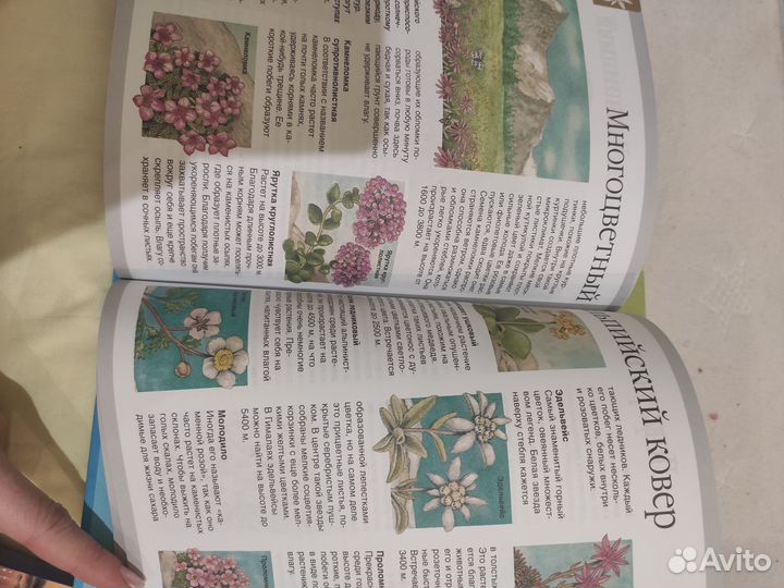 Энциклопедия Горы Чудеса света