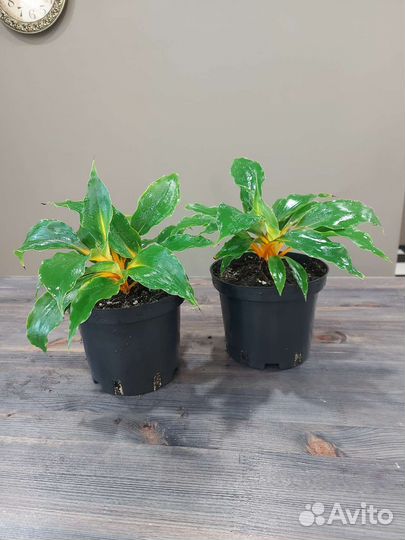 Хлорофитум грин оранж