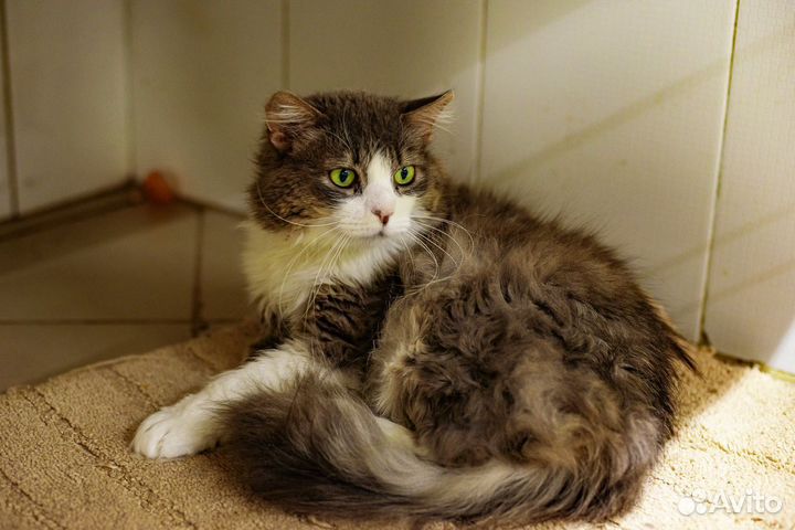 Зеленоглазый кот в добрые руки