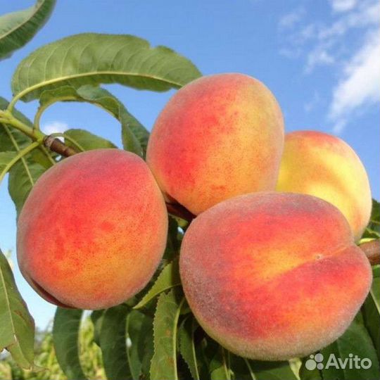 Саженцы персика Кросби