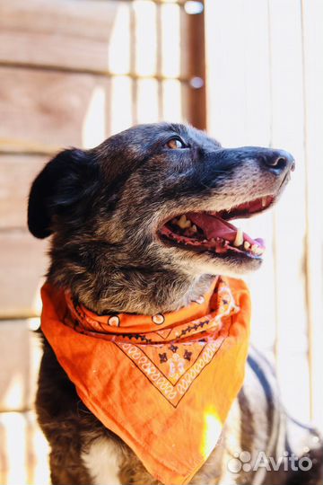 Собака из приюта