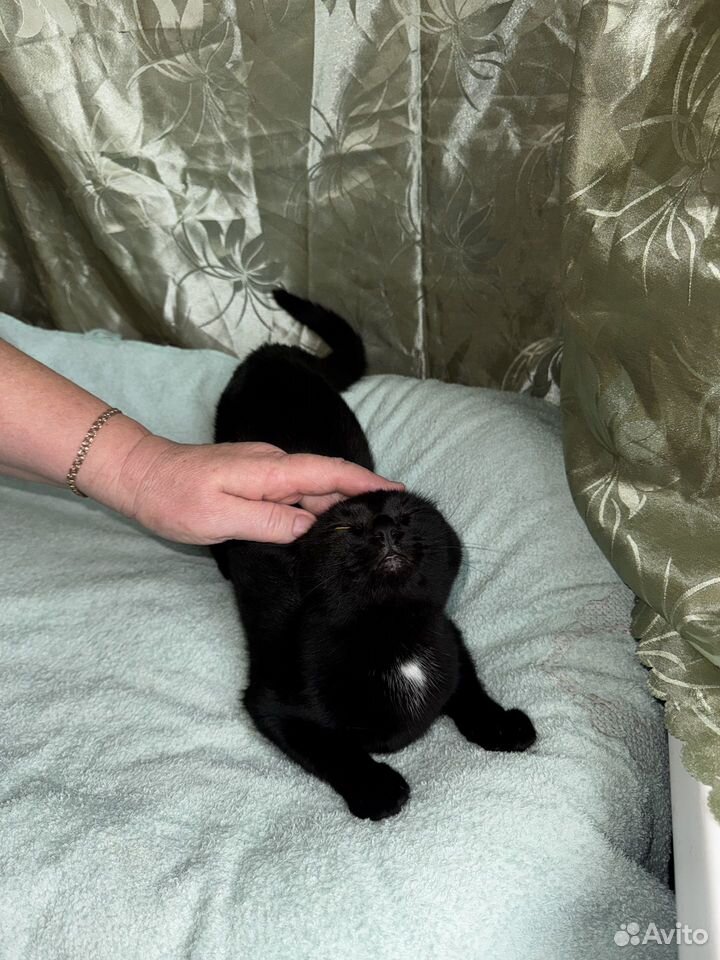 Котёнок в добрые руки, Краснодар