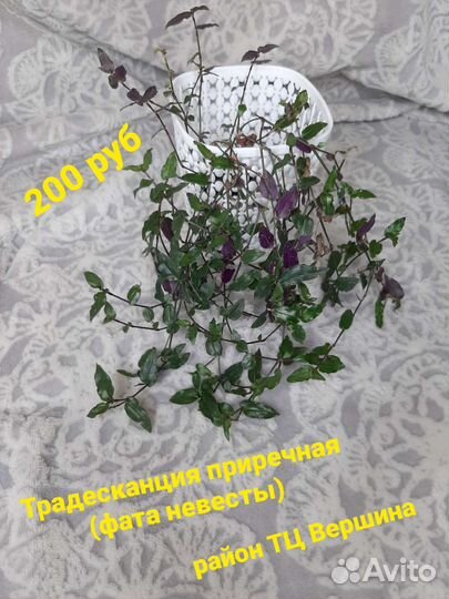 Комнатные цветы