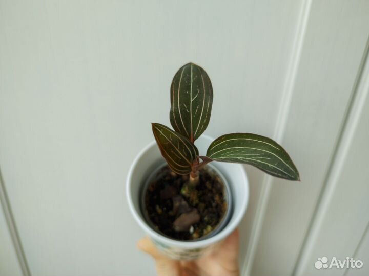 Лудизия драгоценная орхидея