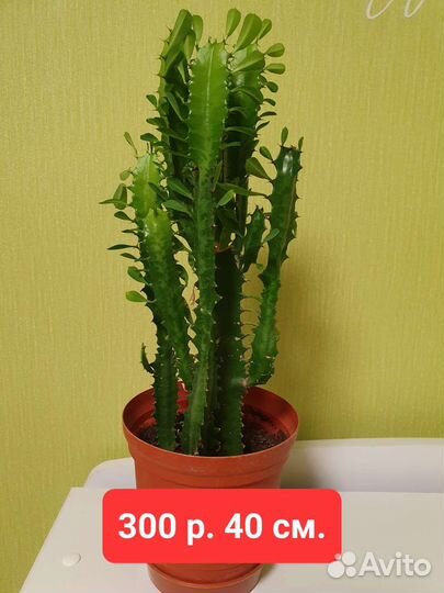 Кактус.Молочай трехгранный