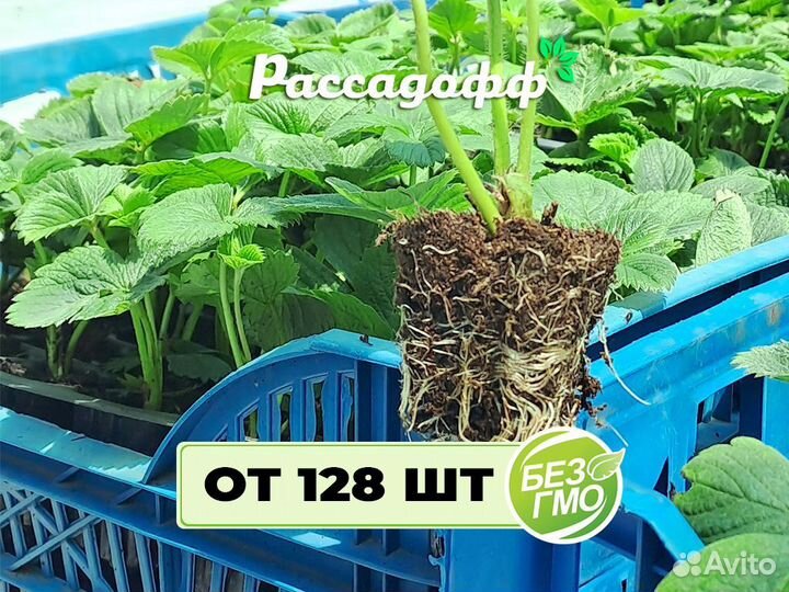 Рассада клубники. Элитные сорта