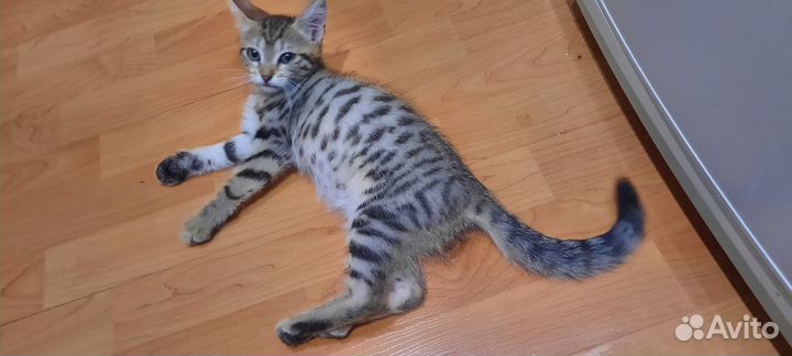 Котята в добрые руки бесплатно