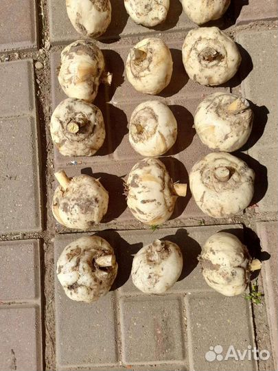 Луковицы рябчика