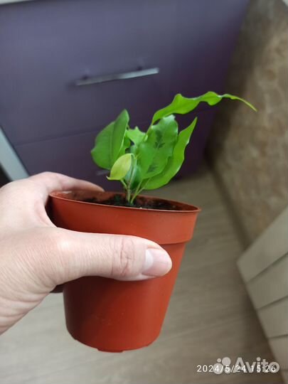 Фикус бенджамина сортовой