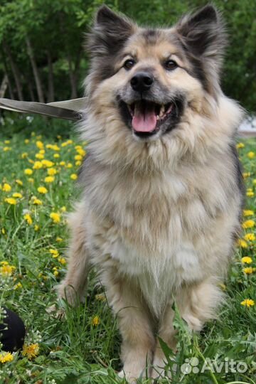 Барон из приюта ищет дом, находится в приюте