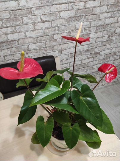 Комнатные цветы антуриум