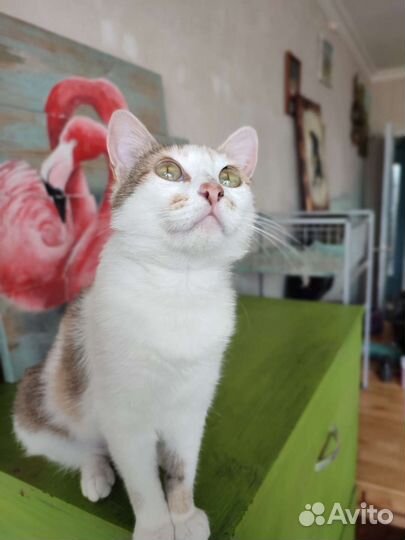 Кошка в дар