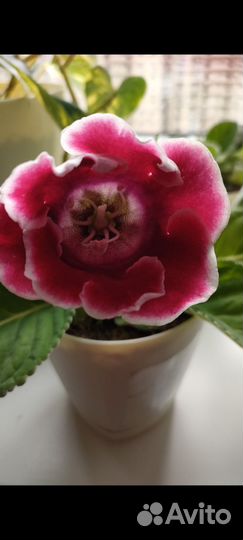 Глоксиния укорененный лист