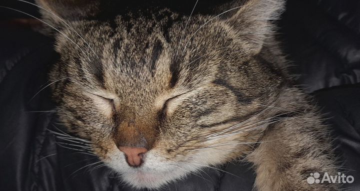 Отдам кота