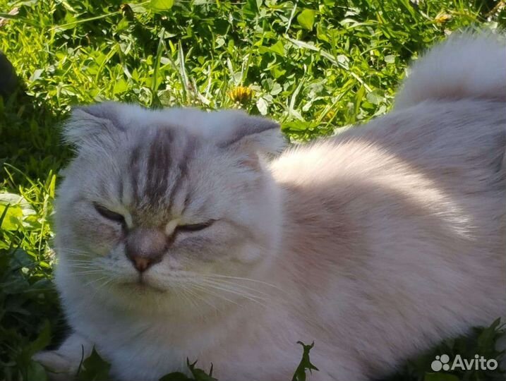 Кошка в дар бесплатно