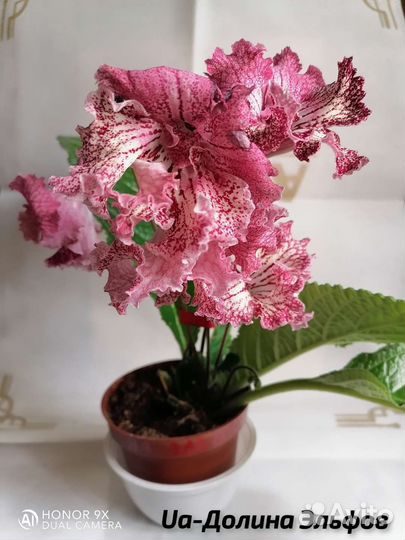 Стрептокарпусы