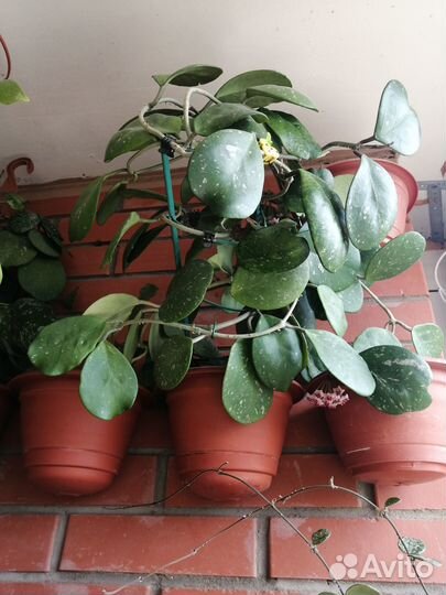 Комнатные растения цветы