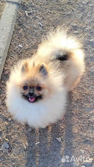 Шпиц мальчик