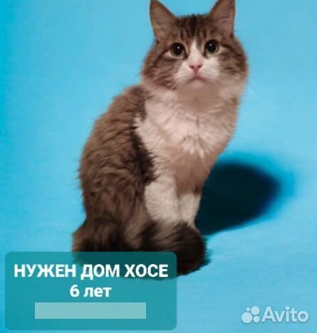 Бездомный кот Хосе