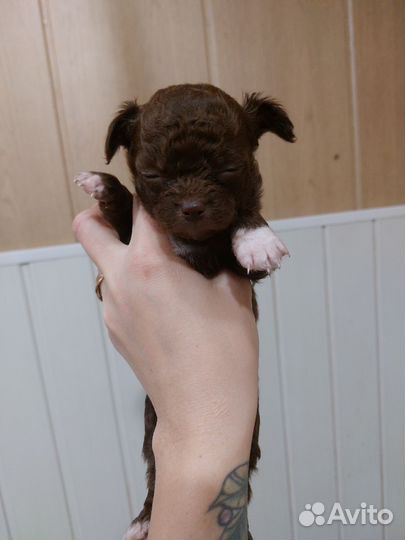 Щенки чихуахуа