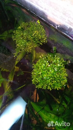 Аквариумное растение