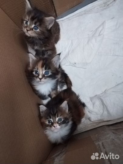 Котята мейн-кун