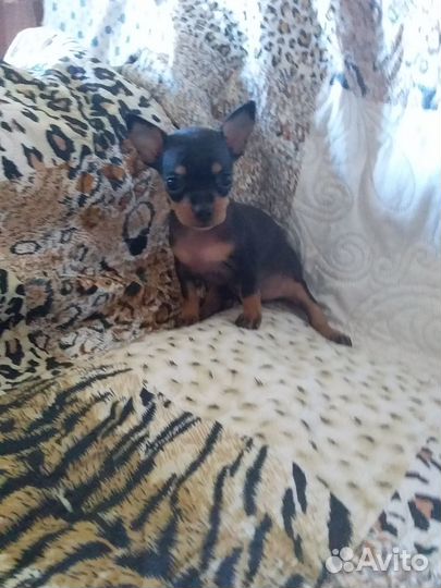 Щенки тойтерьер мини