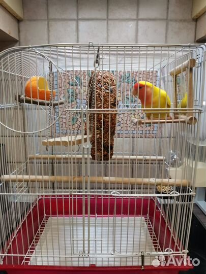 Попугай неразлучники с клеткой