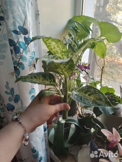 Комнатные растения