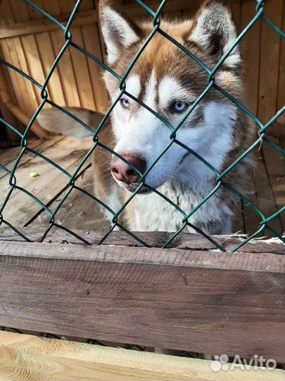 Сибирский хаски