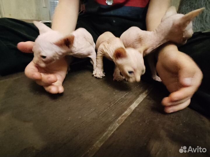 Канадский сфинкс