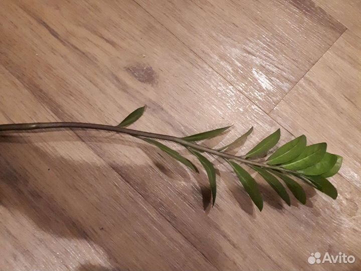 Замиокулькас ветка на укоренение