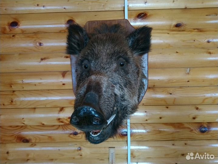 Чучело кабана