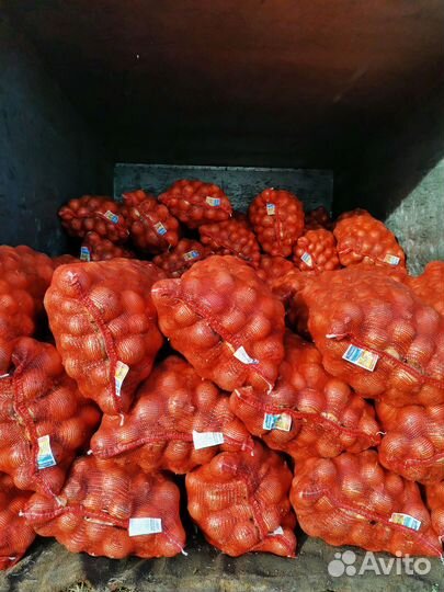 Продам морковь, морковь скотине лук