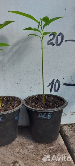 Экзотические плодовые растения Аннона