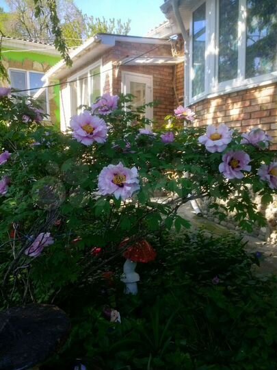 Дом 20 м² на участке 6,5 сот.