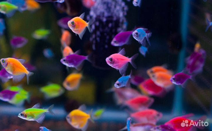 Неоны, данио, сомы