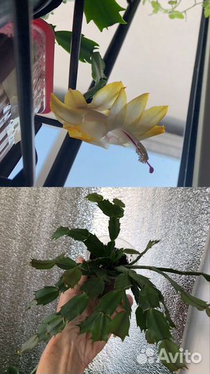 Декабрист белый, желтый, оранж