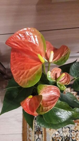 Оранжевый Антуриум