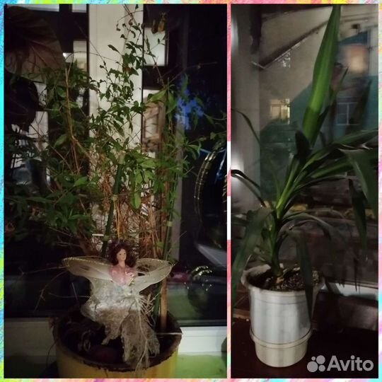 Юкка и гранат