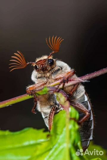 Майский жук