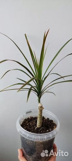 Традесканция разноцветная. Драцена. Брейния