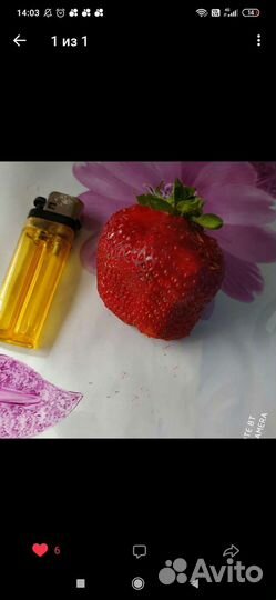 Продам рассаду клубники Лорд