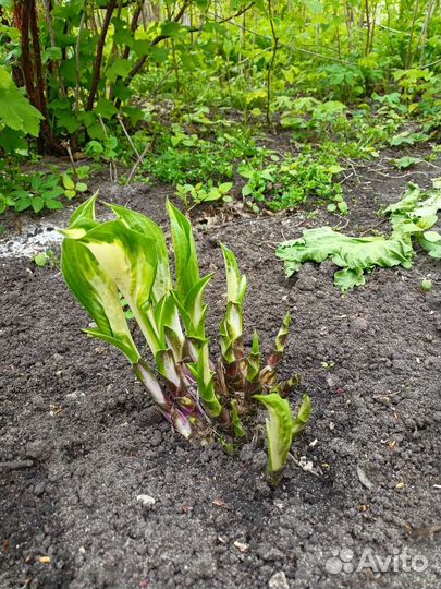 Лилейник оранжевый и жёлтый, хоста