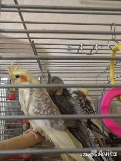 Попугаи домашние разные, птенцы и взрослые