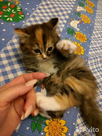 Кошка в дар
